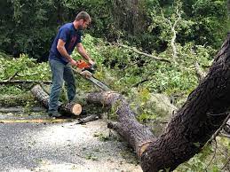 Dripping Springs, TX Tree Removal Services Company