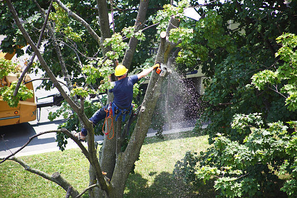 Best Lawn Watering Services  in Dripping Springs, TX